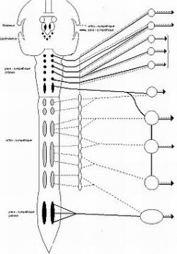 diagrama del sistema nervioso en blanco