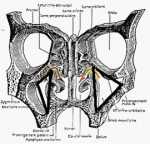 anatomia del seno maxilar