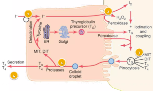 receptor de la hormona tiroidea