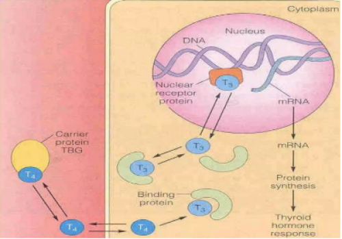 receptor de la hormona tiroidea